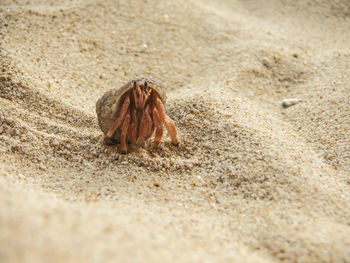 Close-up of shell on sand