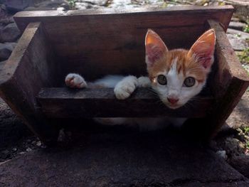 A kitten was lying relaxed on the sidelines of the wooden planks