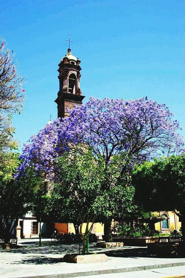 architecture, plant, built structure, building exterior, tree, tower, nature, building, growth, sky, religion, day, place of worship, flowering plant, flower, sunlight, belief, fragility, no people, city, outdoors, springtime, purple