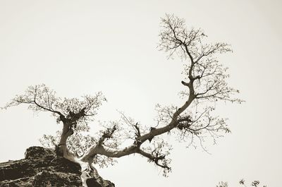 Low angle view of bare trees against clear sky