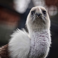 Close-up of a bird