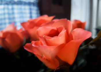 Close-up of red rose blooming outdoors