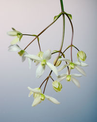 Close-up of flowers on branch