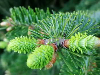 Close-up of green leaves