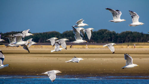 Flock of seagulls against clear sky and trees