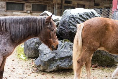 Horse standing in a field