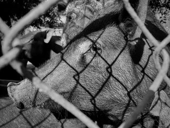 Close-up of fence in zoo