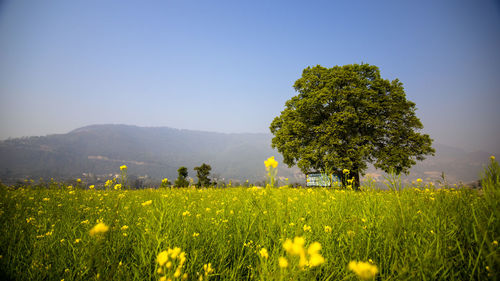 Scenic view of oilseed rape field against clear sky