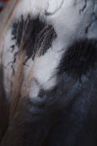 Close-up of cat sleeping