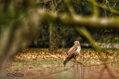 Bird perching on a tree