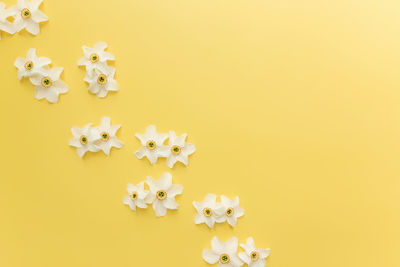 Close-up of white flowers against yellow background