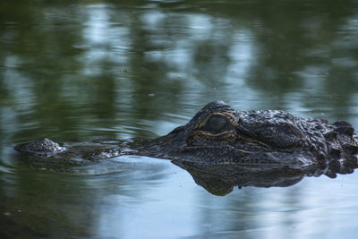 View of turtle swimming in lake