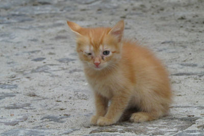 Portrait of cat sitting on floor