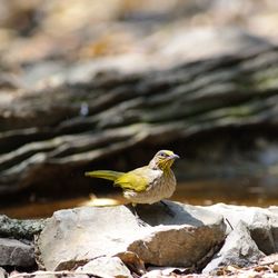 Bird perching on rock
