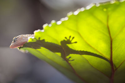 Close-up of green leaves