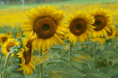 Close-up of sunflowers blooming on field