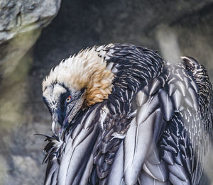 Close-up of peacock