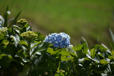 Close-up of flowers