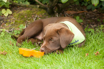 High angle view of puppy relaxing on field