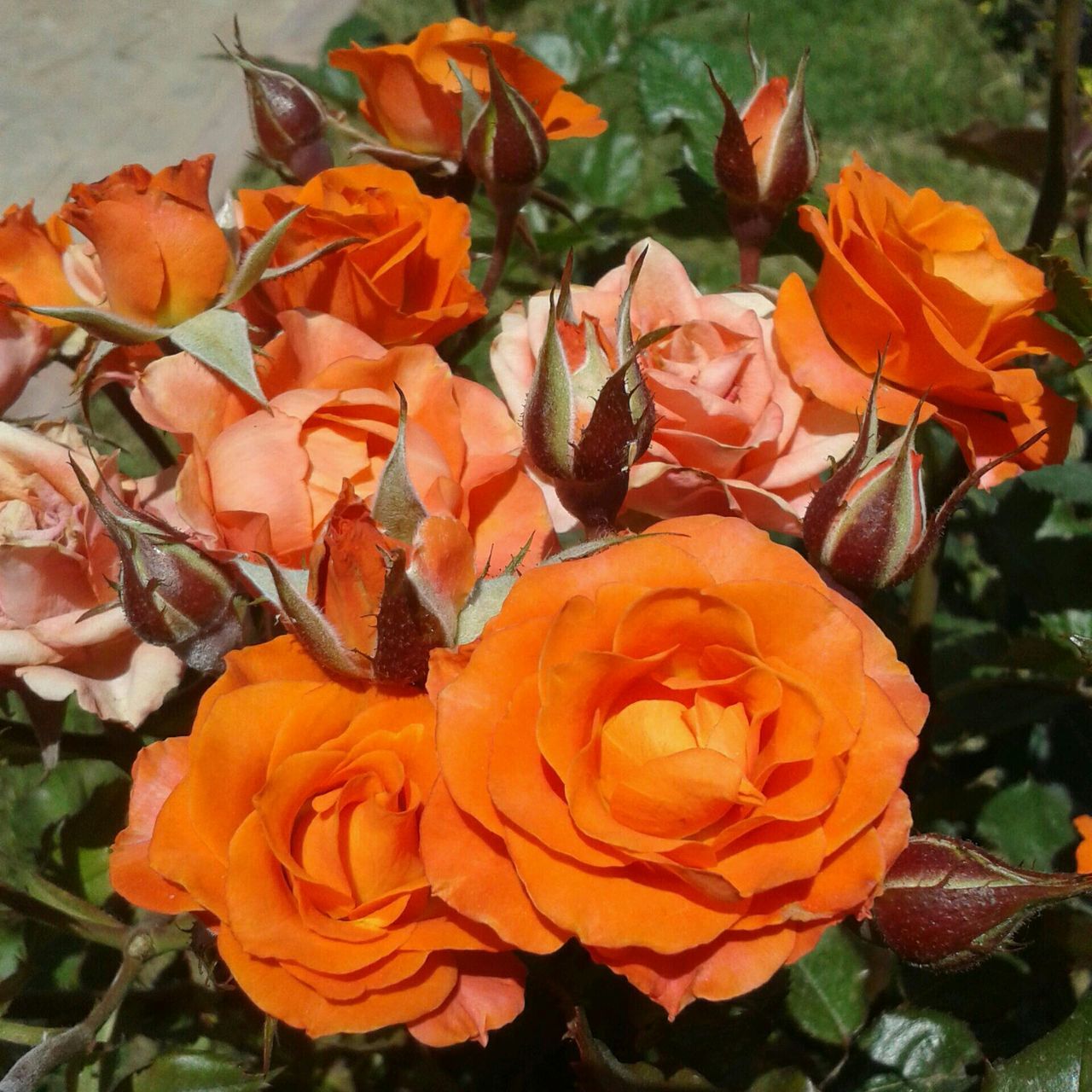 High angle view of orange roses blooming in park