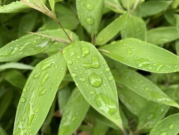Close-up of raindrops on leaves
