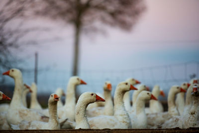 Flock of ducks on snow in farm 