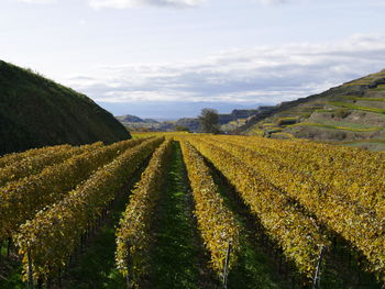 Scenic view of agricultural field against sky