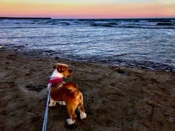 Dog on the beach