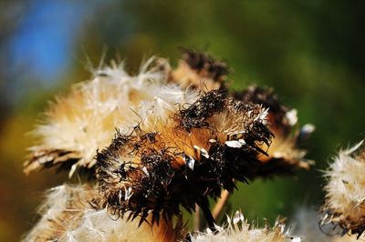 Close-up of bee on flower