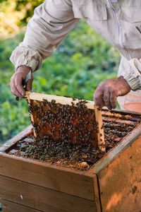 Beekeeper working in apiary, drawing out the honeycomb with bees and honey on it from a hive