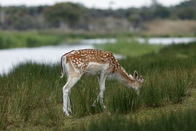 Deer standing in a field
