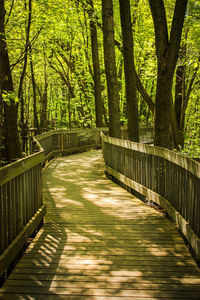 Wooden footbridge in forest