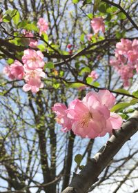 Low angle view of pink magnolia blossoms in spring