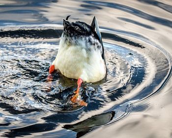 Close-up of duck swimming in lake