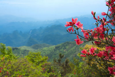 Close-up of pink flowering tree against mountain