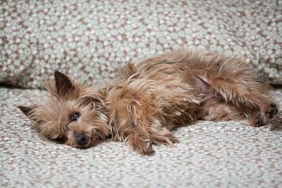 Portrait of a relaxed dog