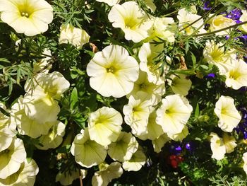 Close-up of yellow flowers blooming outdoors