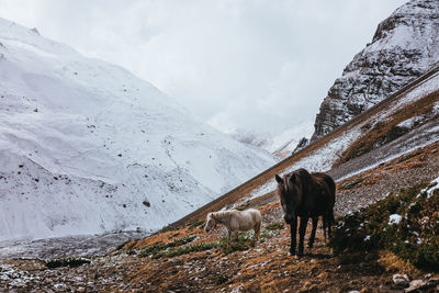 Scenic view of mountains