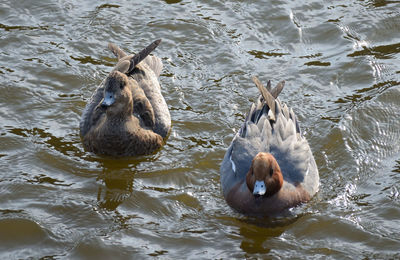 High angle view of ducks swimming in lake