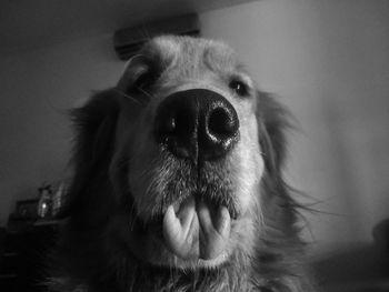 Close-up portrait of dog at home