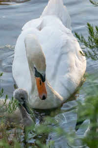 View of swan swimming in lake