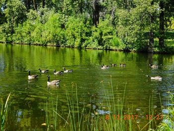 Swans swimming in lake against trees