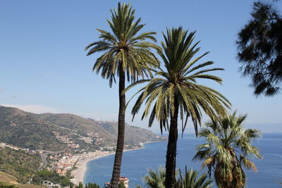 Tall palm trees on a hill, in the background the sea and the bay with the coast and beaches, sicily