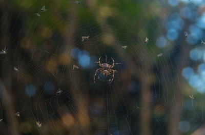 Close-up of spider on web