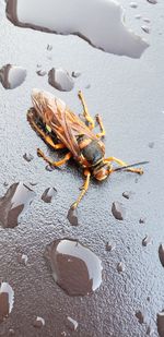 High angle view of insect on sand