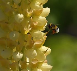 Close-up of bee pollinating on fresh flower