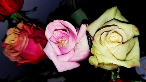 Close-up of yellow roses blooming outdoors