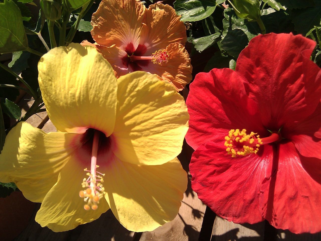 flower, petal, freshness, flower head, fragility, growth, beauty in nature, stamen, hibiscus, blooming, nature, pollen, close-up, plant, single flower, in bloom, red, blossom, high angle view, focus on foreground