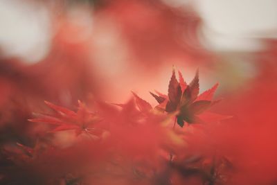 Close-up of autumnal leaves against blurred background