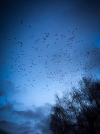 Low angle view of birds flying in sky